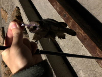 28cmビッグアジ！