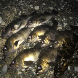 今年初フィッシュは大漁メバル！