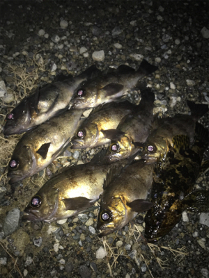 今年初フィッシュは大漁メバル！