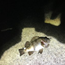 今年の運だめし!