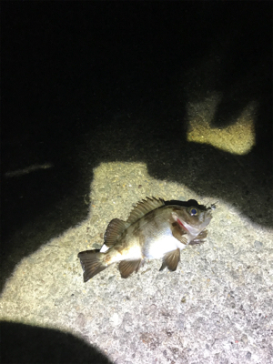 今年の運だめし!