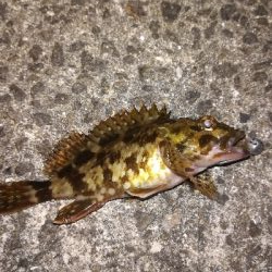 激渋ライトゲーム