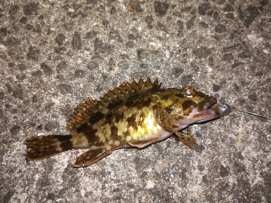 激渋ライトゲーム