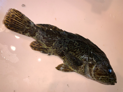 メバルにシフト気味