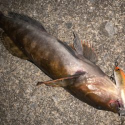 ジョイクロ70やらかす!