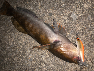 ジョイクロ70やらかす!