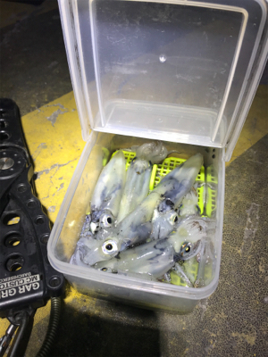 まだまだヒイカ釣りσ(^_^;)