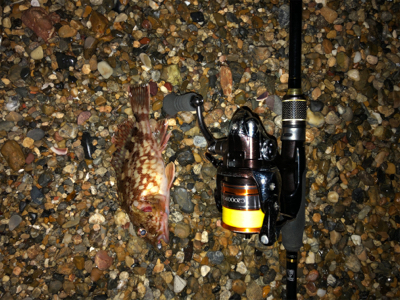 水温下がってきた？