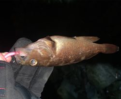 ライトリグでガヤ祭り！