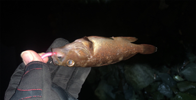 ライトリグでガヤ祭り！