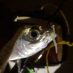 アジング練習 97