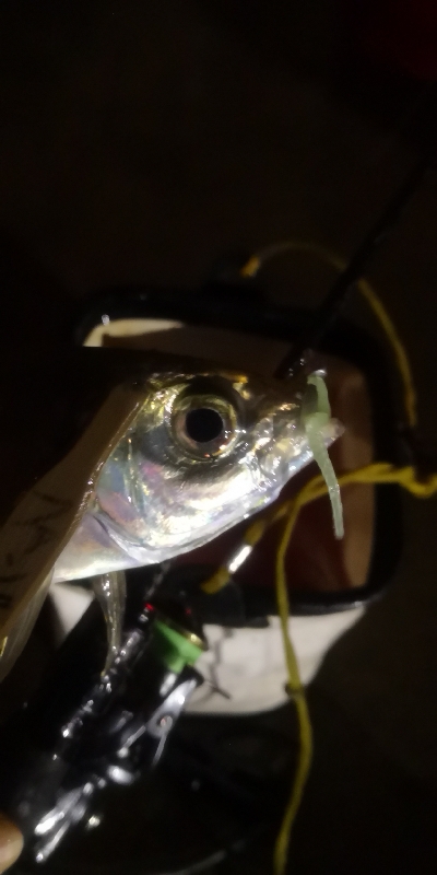 アジング練習 97