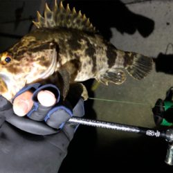 ワイワイフィッシング