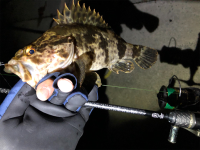 ワイワイフィッシング