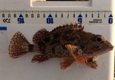 ガシラ無限パターン^_^