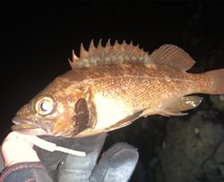 狙ってメバルを釣るよ〜