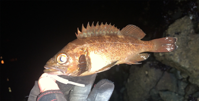 狙ってメバルを釣るよ〜