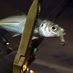 アジング練習 98