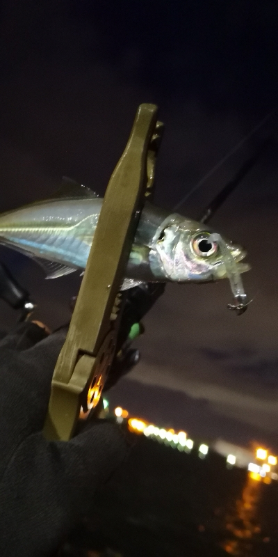 アジング練習 98