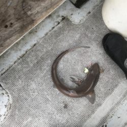 ヒトツテンヤ釣り