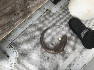 ヒトツテンヤ釣り