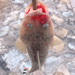 フラットフィッシュ