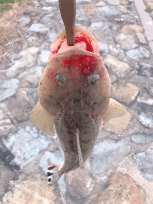 フラットフィッシュ