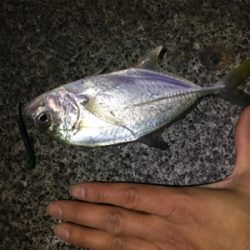 魚影が濃かった。ライトゲーム