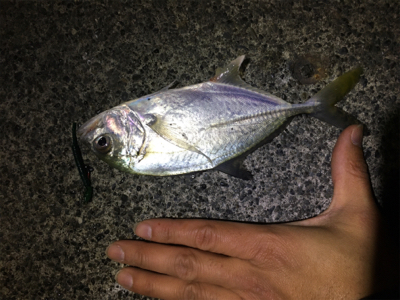 魚影が濃かった。ライトゲーム