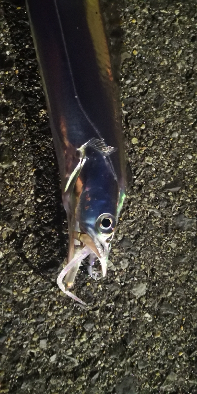 アジング練習 99