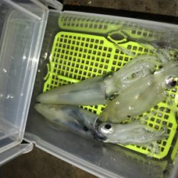 ヒイカ釣り…後のアジング(^.^)