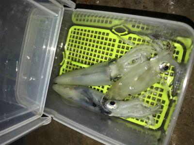 ヒイカ釣り…後のアジング(^.^)