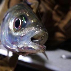 アジング練習 100