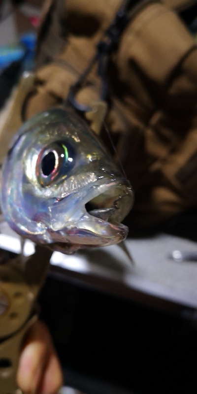 アジング練習 100