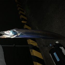 タチウオ無双。