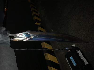 タチウオ無双。