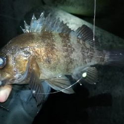 ナイトメバリング