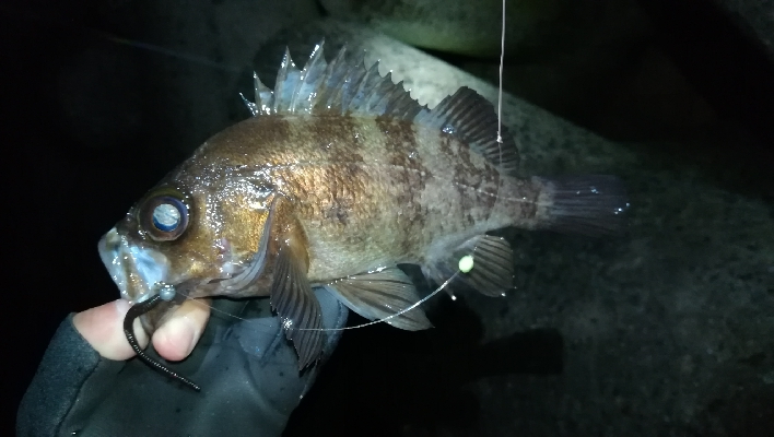 ナイトメバリング