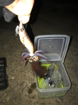 爆釣…と、思ったら渋いヒイカ釣り(＞＜)