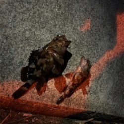 メバル・ガシラ釣果