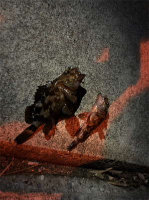 メバル・ガシラ釣果