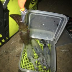 寒い中でのヒイカ釣り…渋すぎ(＞＜)