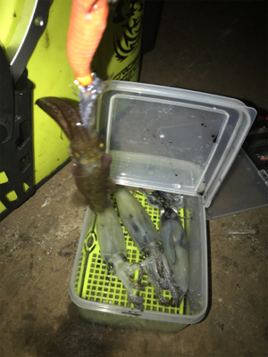 寒い中でのヒイカ釣り…渋すぎ(＞＜)
