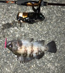 今年初のメバリング