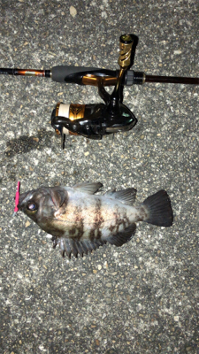 今年初のメバリング