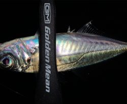 メバルがいない