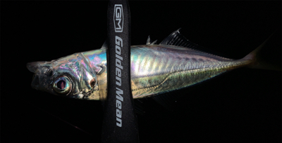 メバルがいない