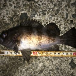 2020ライトゲーム第3戦