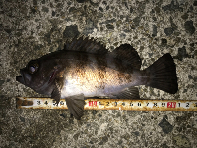 2020ライトゲーム第3戦