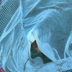 今年初のイイダコ